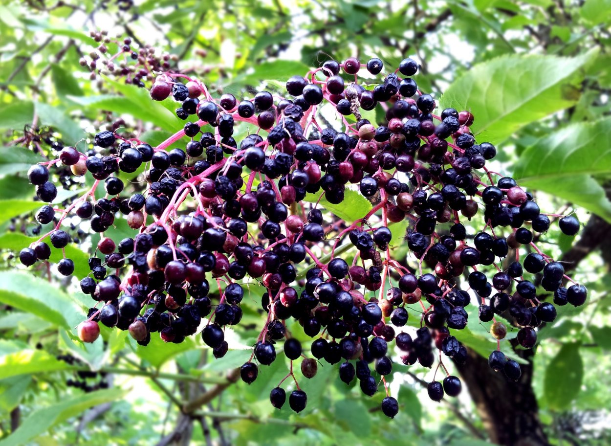 Elderberry Бузина