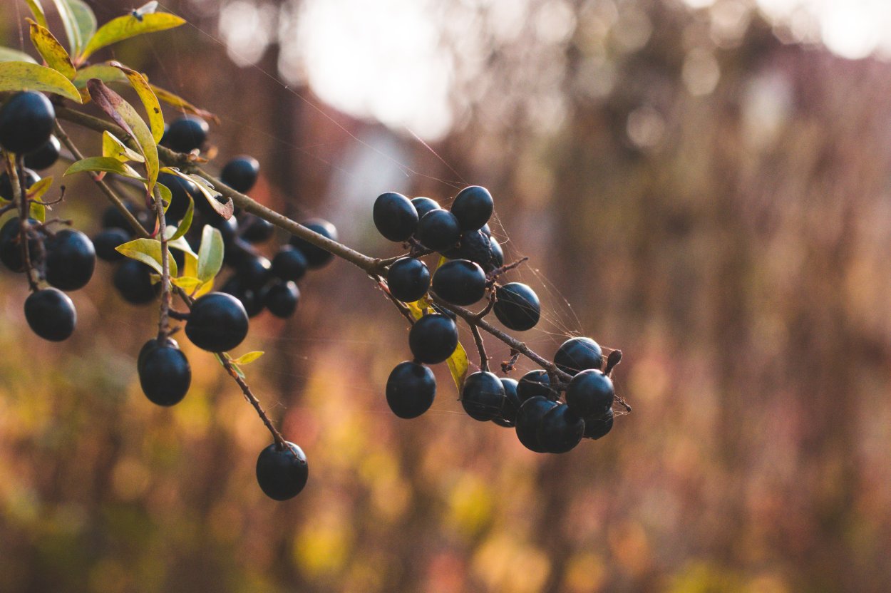 Черные ягодки на дереве