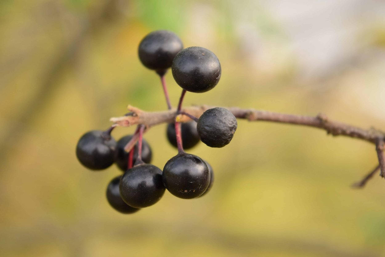 Пыжь Кабардинская ягода