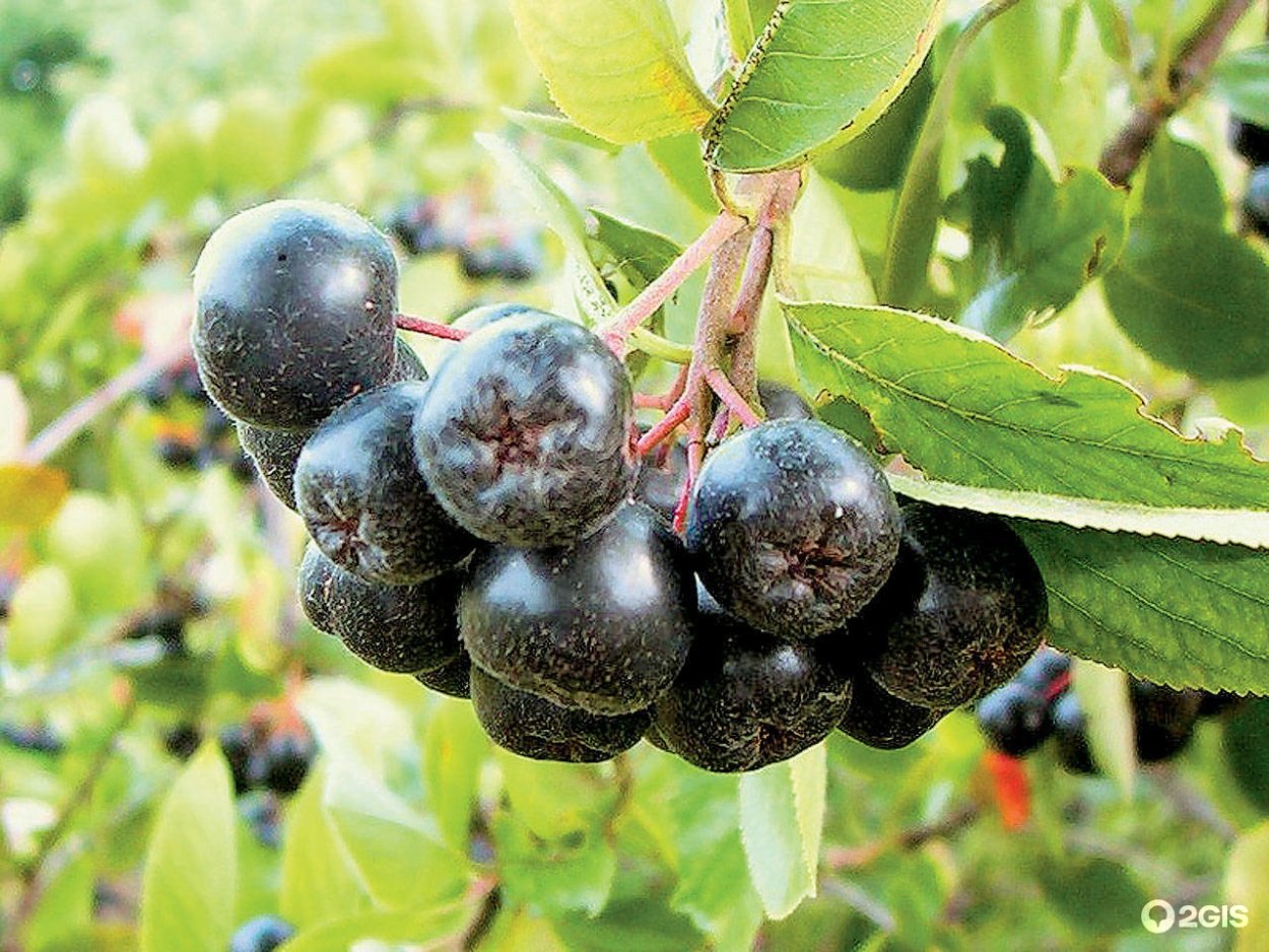 Арония сливолистная Викинг