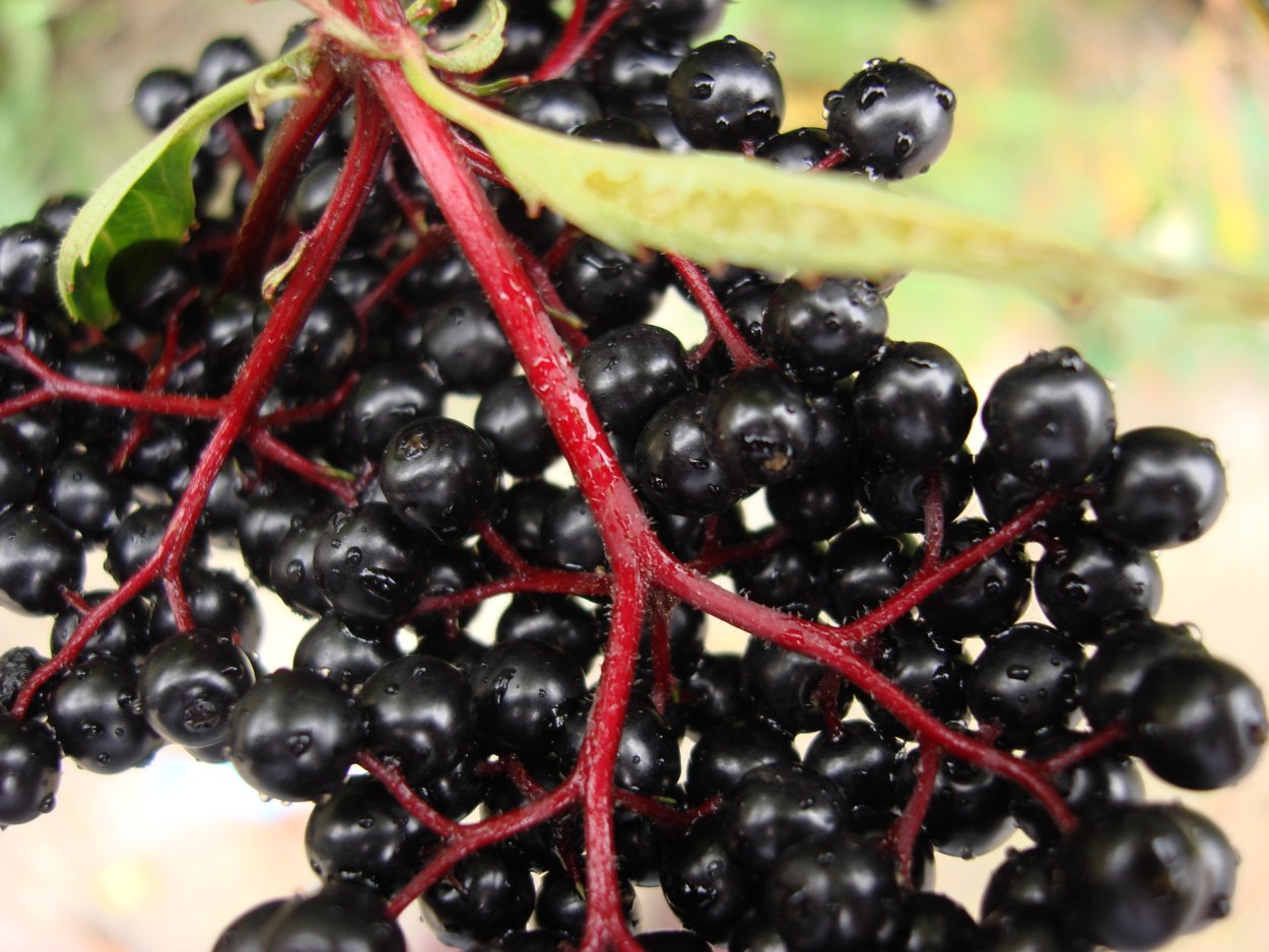 Черная круглая ягода