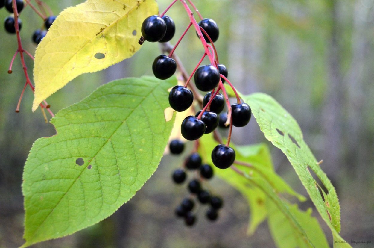 Лаконос ягодный