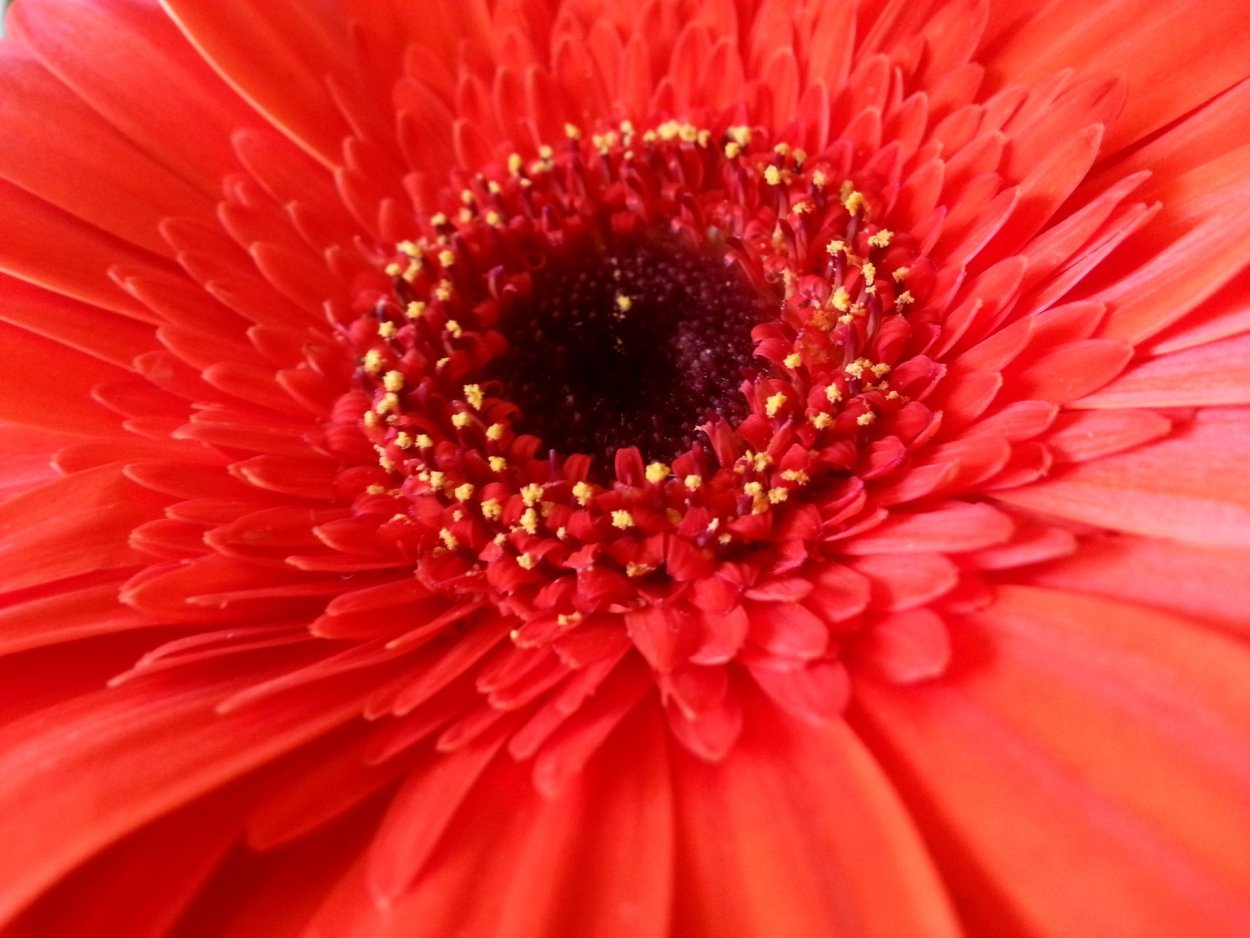 Красные маки цветы