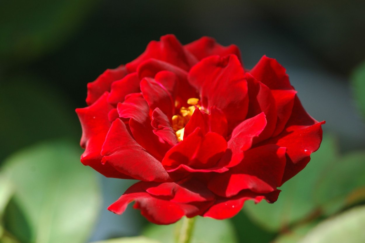 Роза флорибунда алая