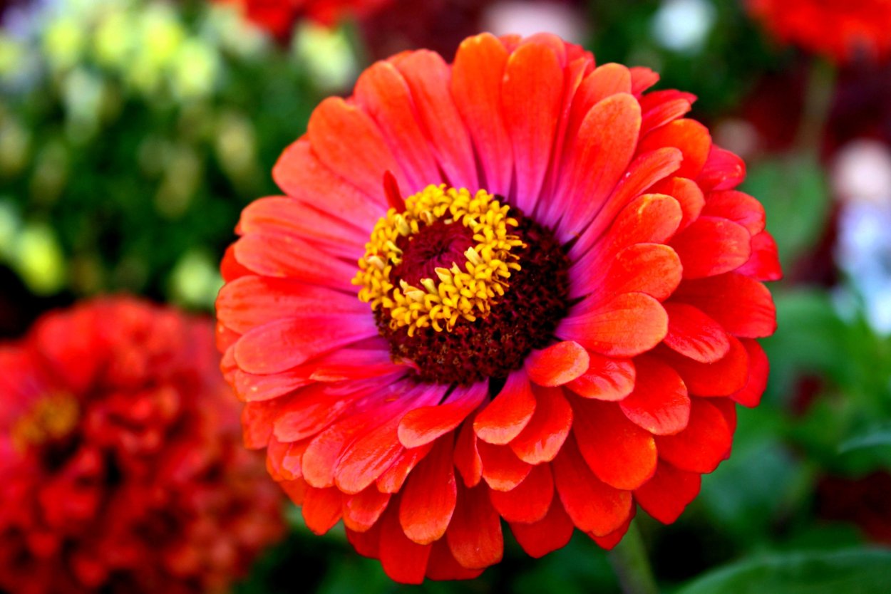 Red Zinnia Flower