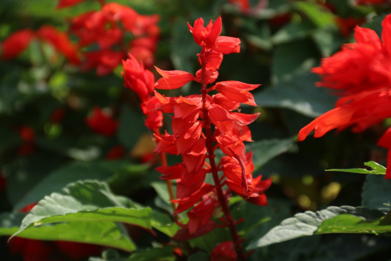 Амарант жминда