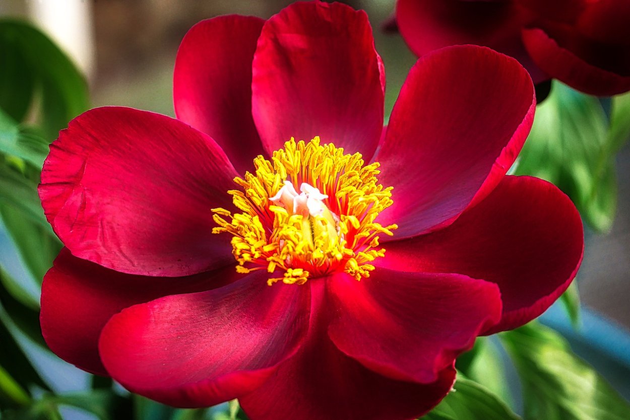 Психотрия Элата цветок