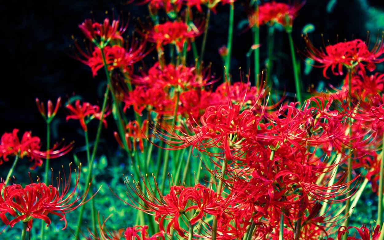 Цветок Антуриум красный