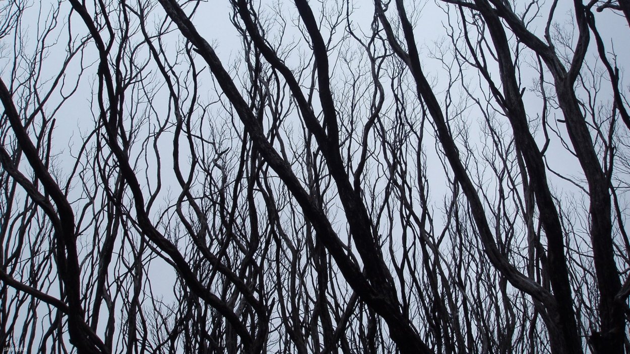 Черная ветка