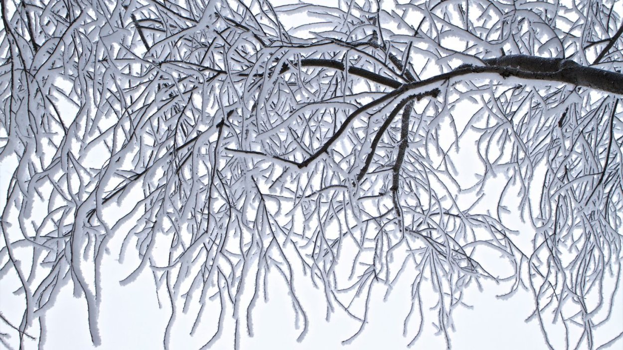 Ветка дерева