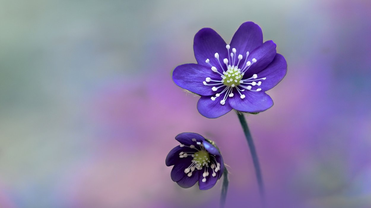 Печеночница сиреневая