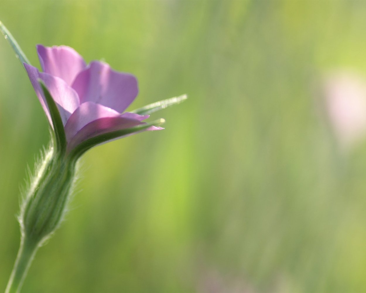 Луговые цветы крупный план