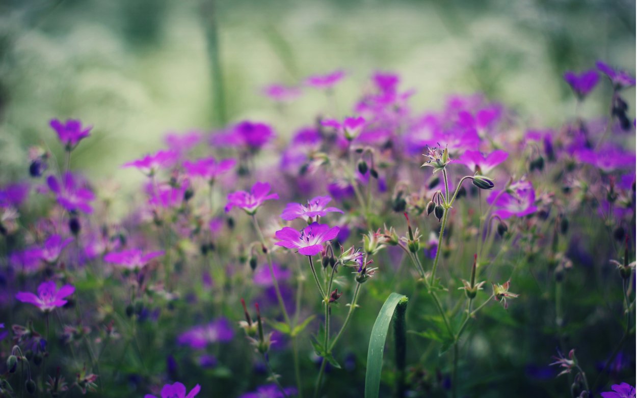 Полевые цветы