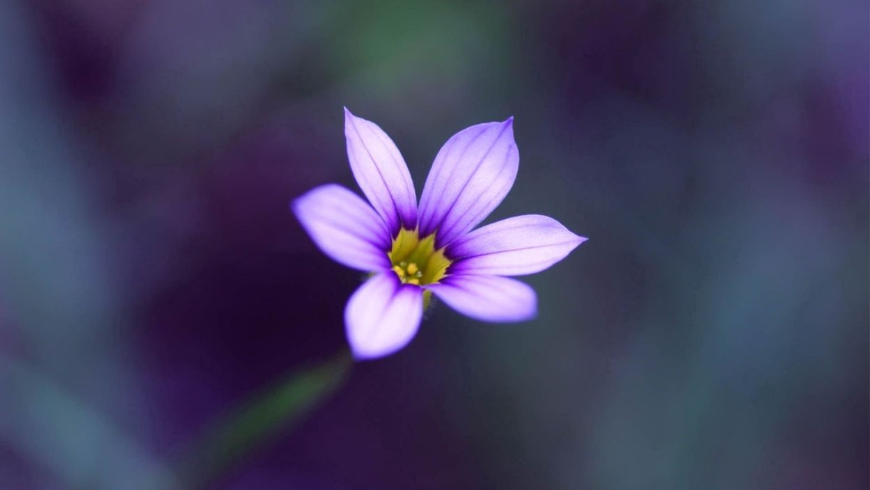 Маленькие цветочки