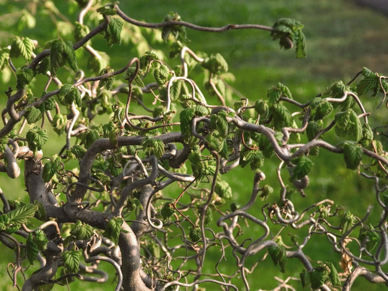 Лещина обыкновенная contorta