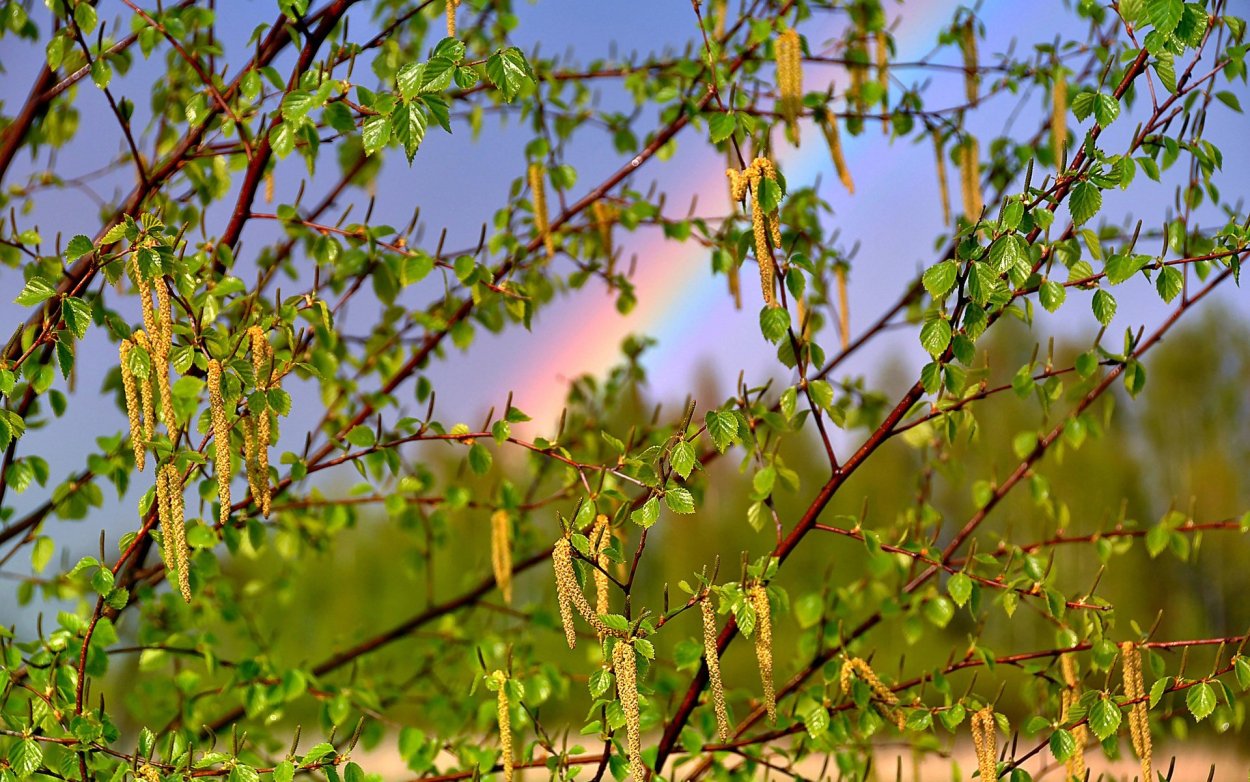 Черемуха, Ива, ольха.