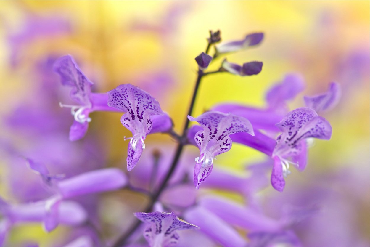 Мелкие сиреневые цветы полевые