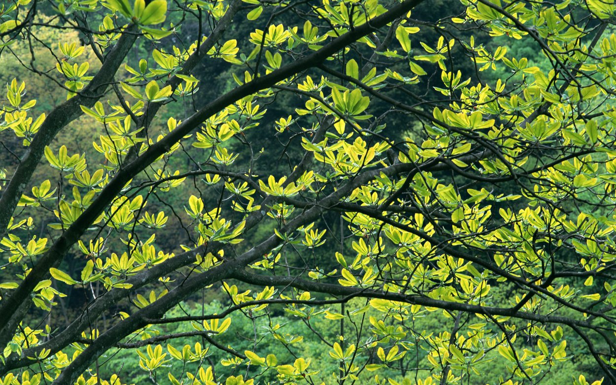 Густые ветви деревьев