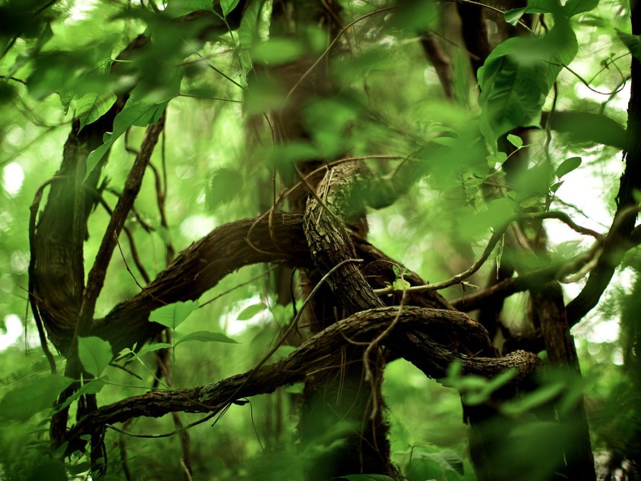 Древесные лианы