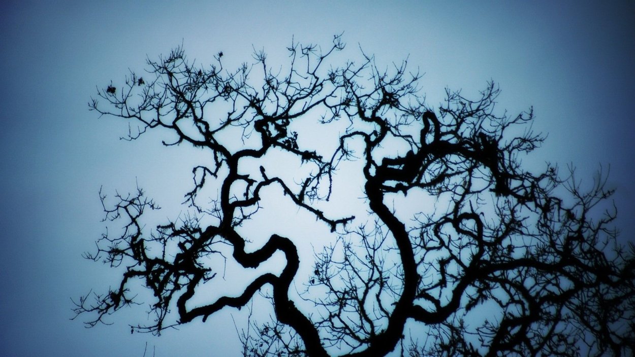 Ветка дерева