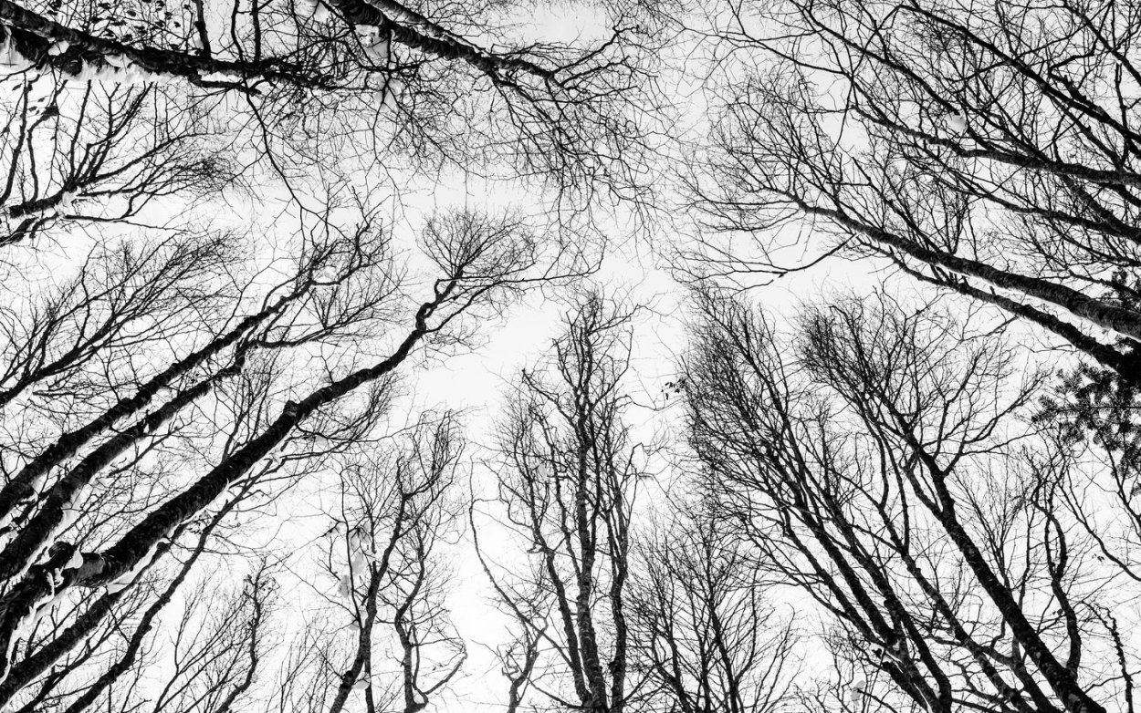 Дерево черно белое