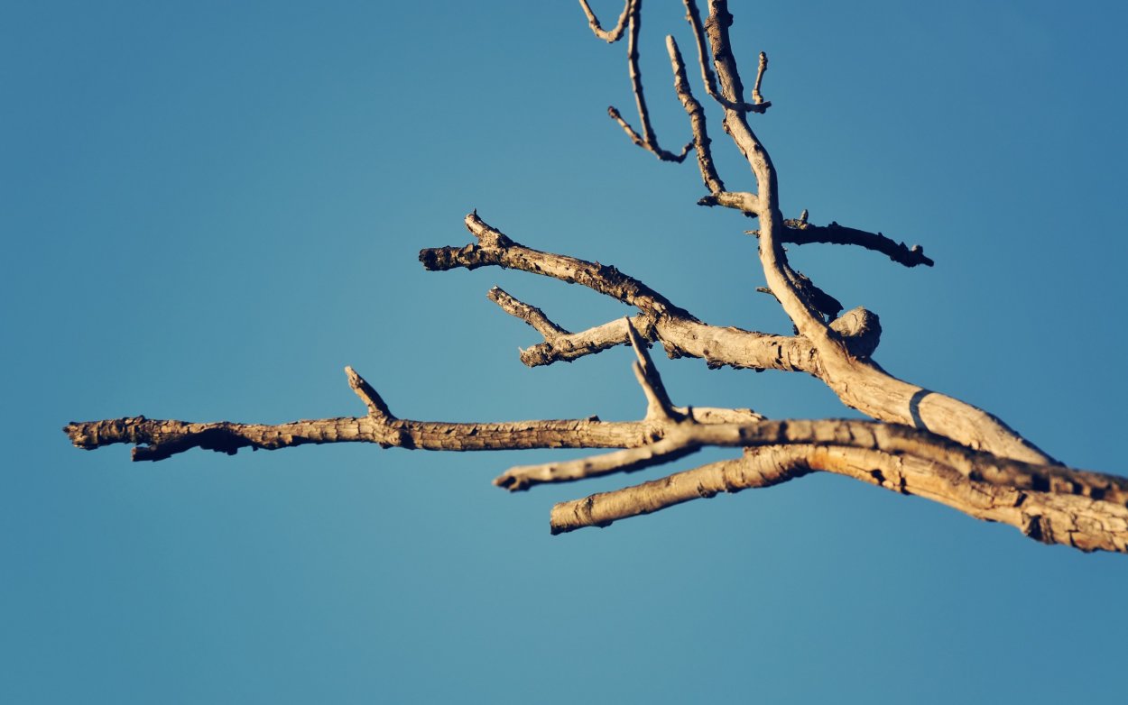 Палка от дерева весной