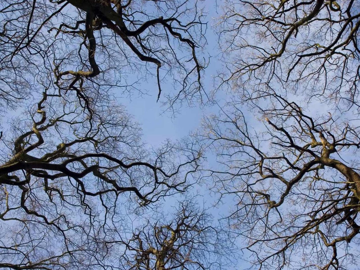 Красивые ветви деревьев