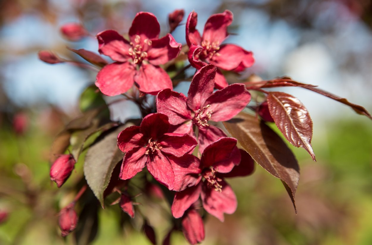 Яблоня краснолистная Хелена