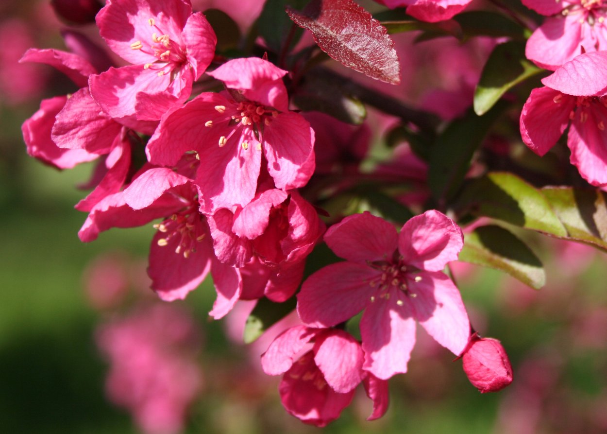 Яблоня краснолистная Недзвецкого