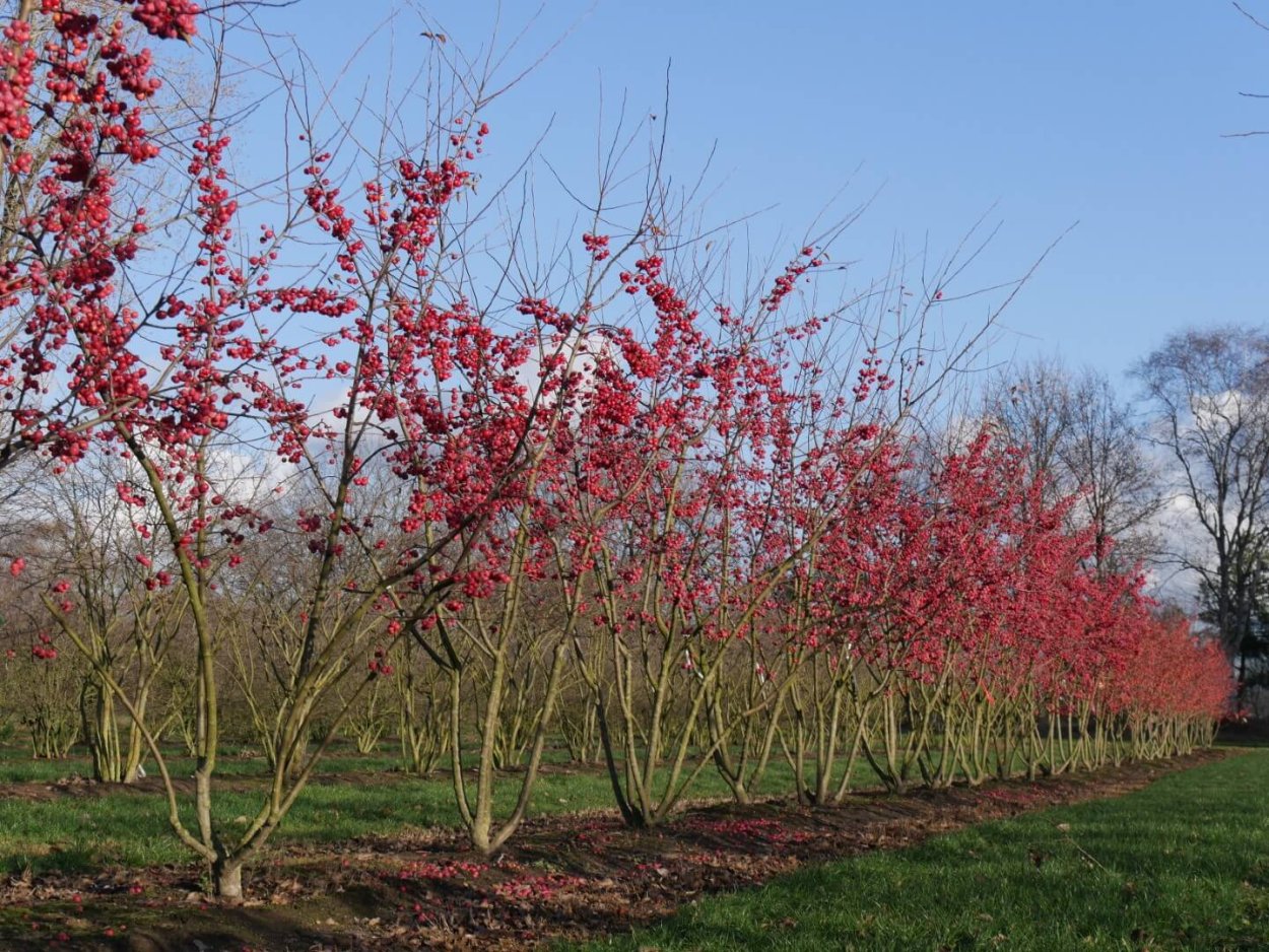 Черемуха виргинская с фиолетовыми листьями