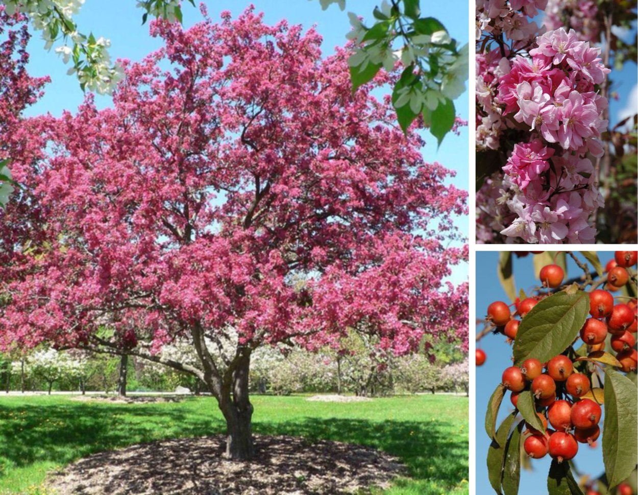Яблоня краснолистная Недзвецкого