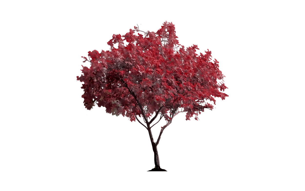 ВДНХ яблони