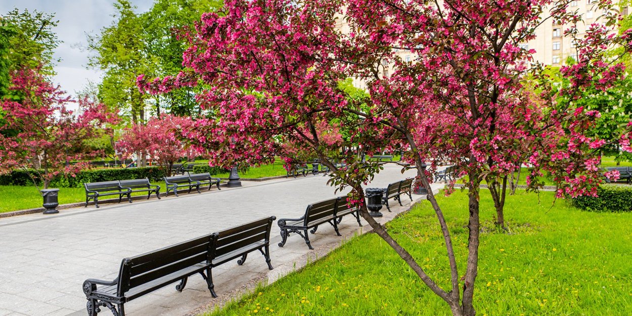 Яблоня Райские яблочки