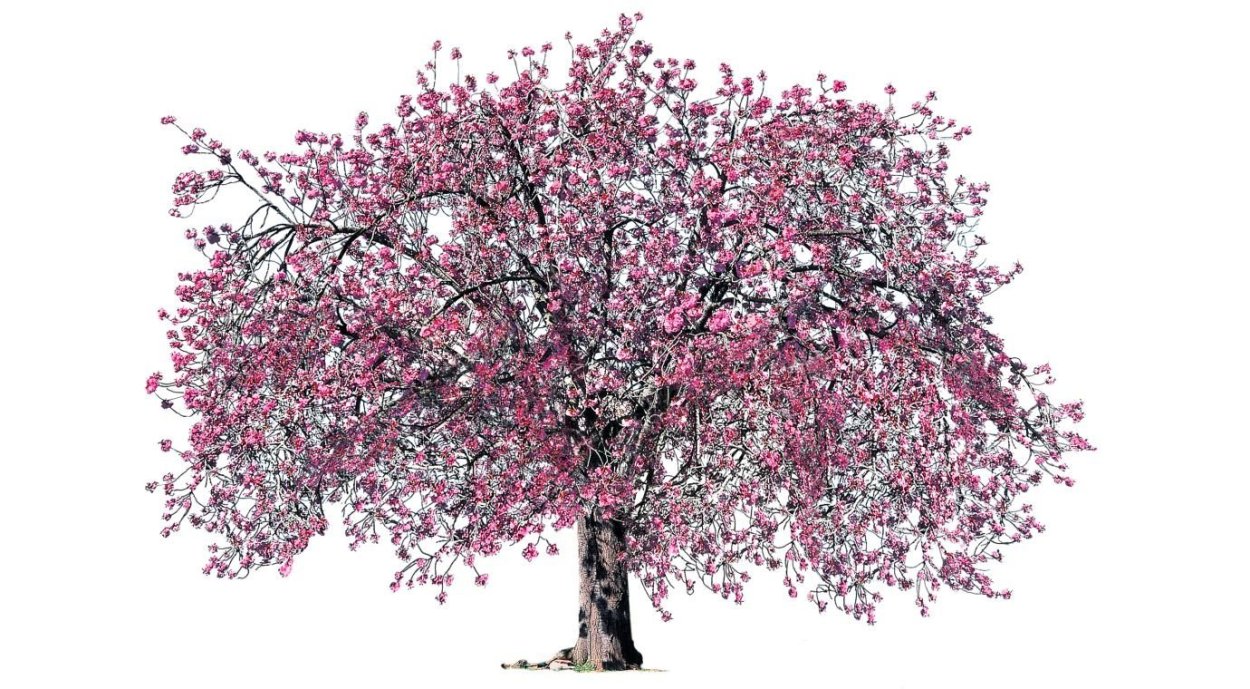 Яблоня Цирцея