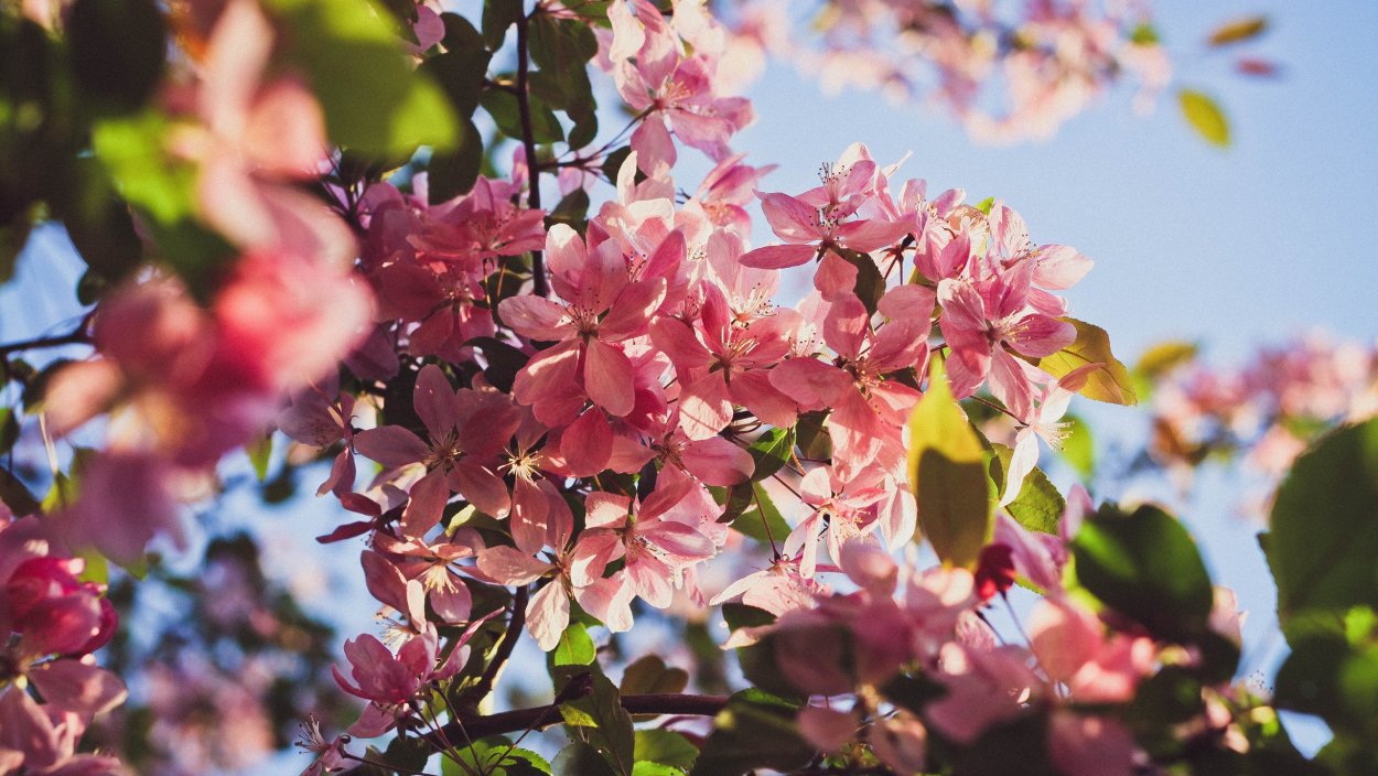 Спелые яблоки