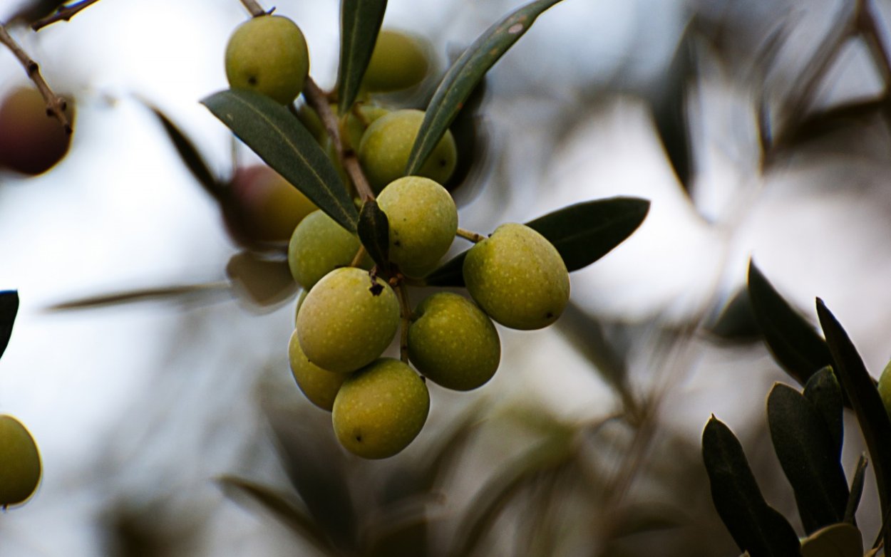 Оливки Чупадерос