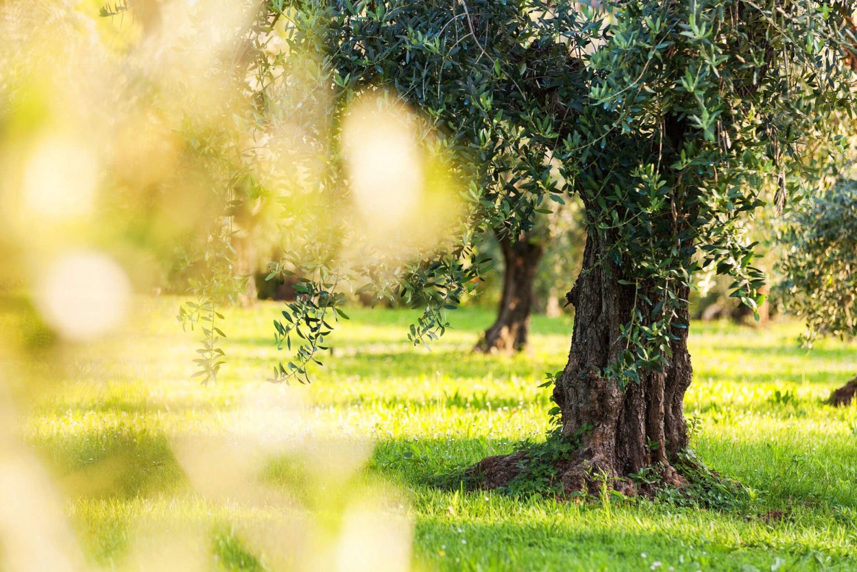 Оливковое дерево фон