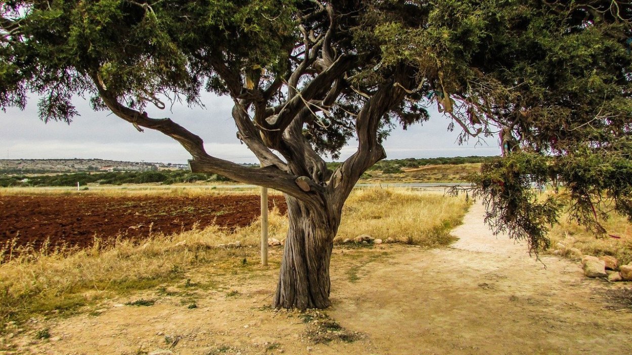 Оливковый фон для презентации