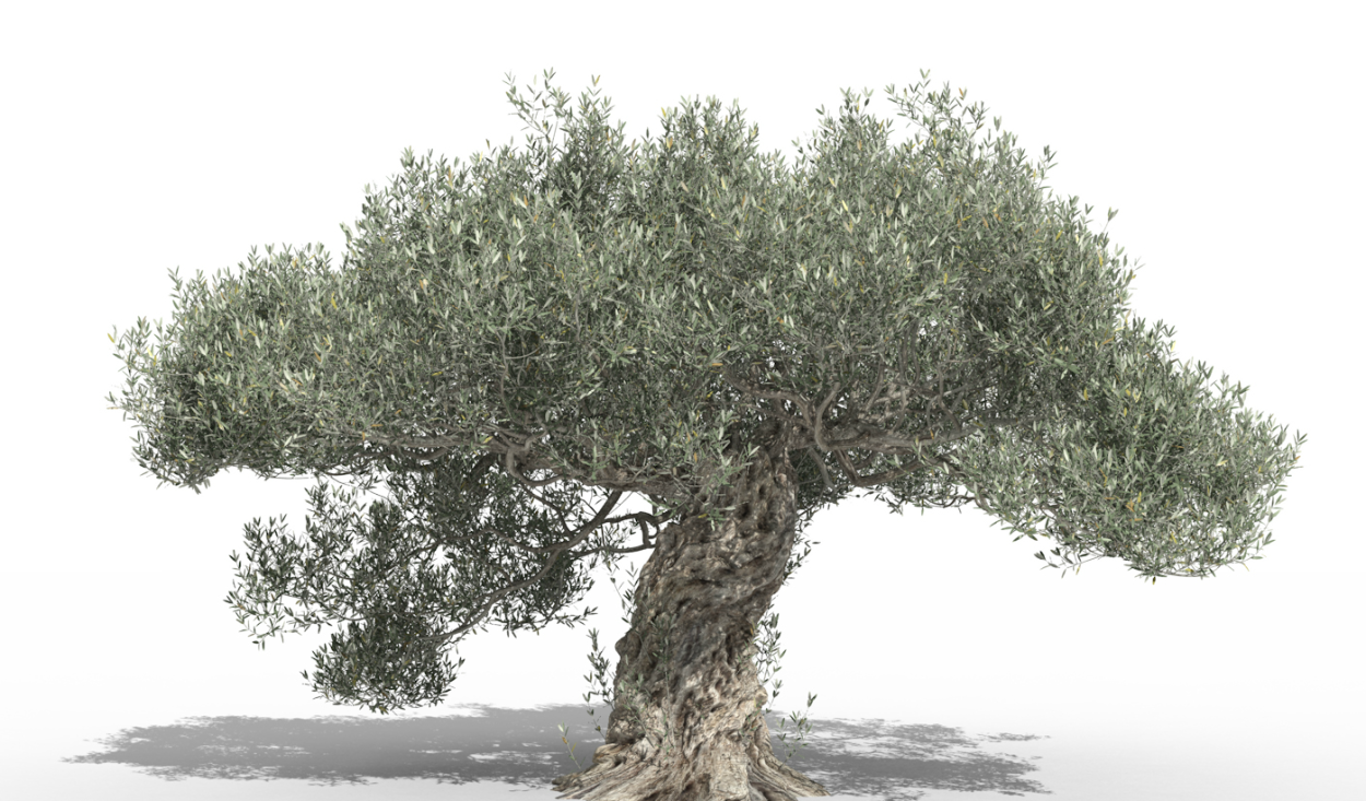 Деревянная текстура