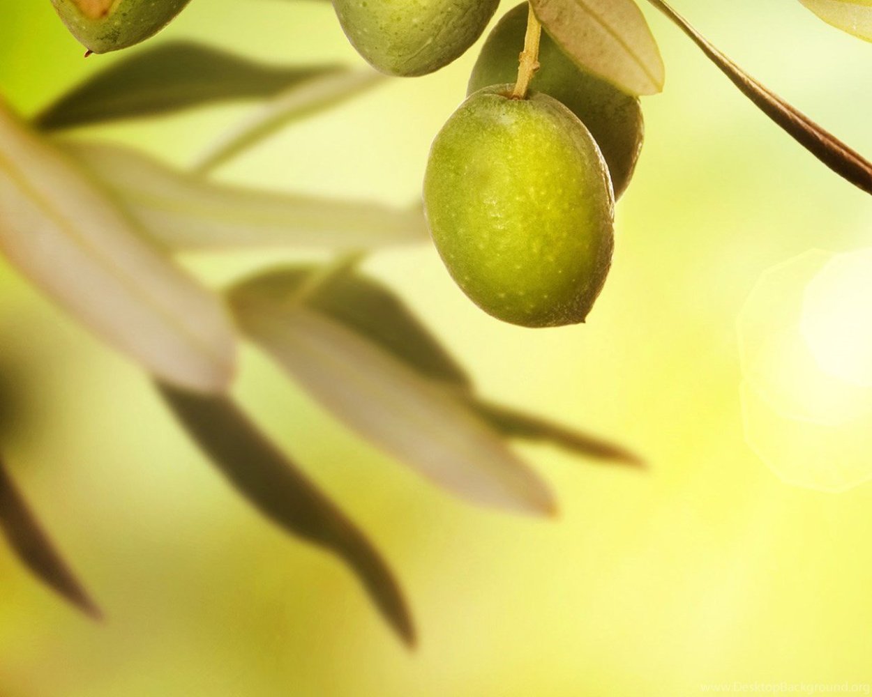 Оливковый сад