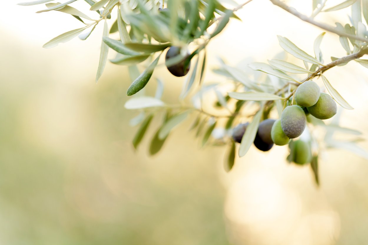 Олива лавролистная