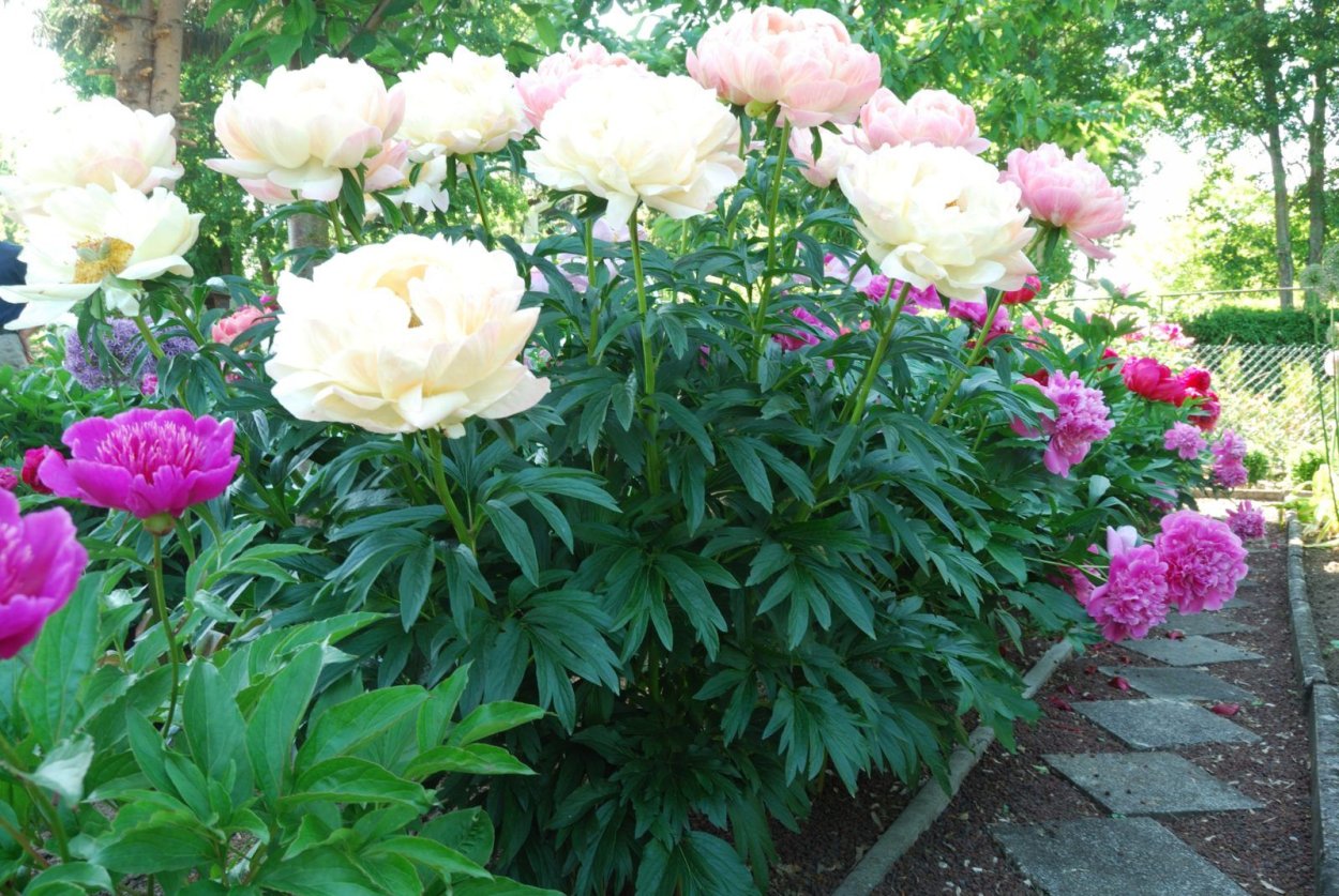 Клумба пионы миндаль