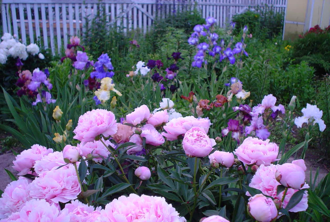 Пион Сара Бернар в миксбордере