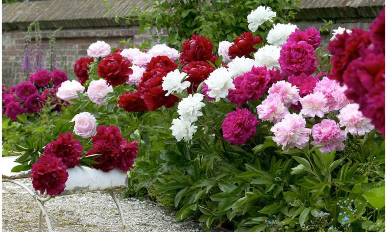 Пион молочноцветковый в клумбе