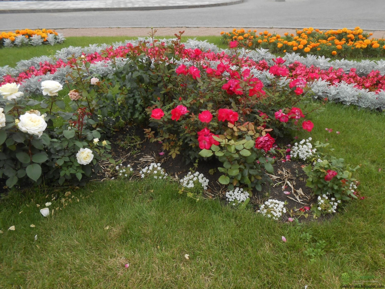 Роза Кордана на клумбе