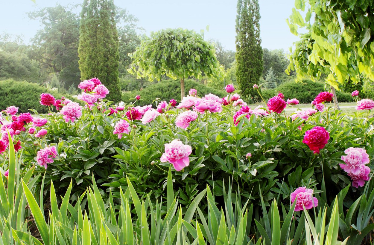 Пионы с компаньонами рабатка