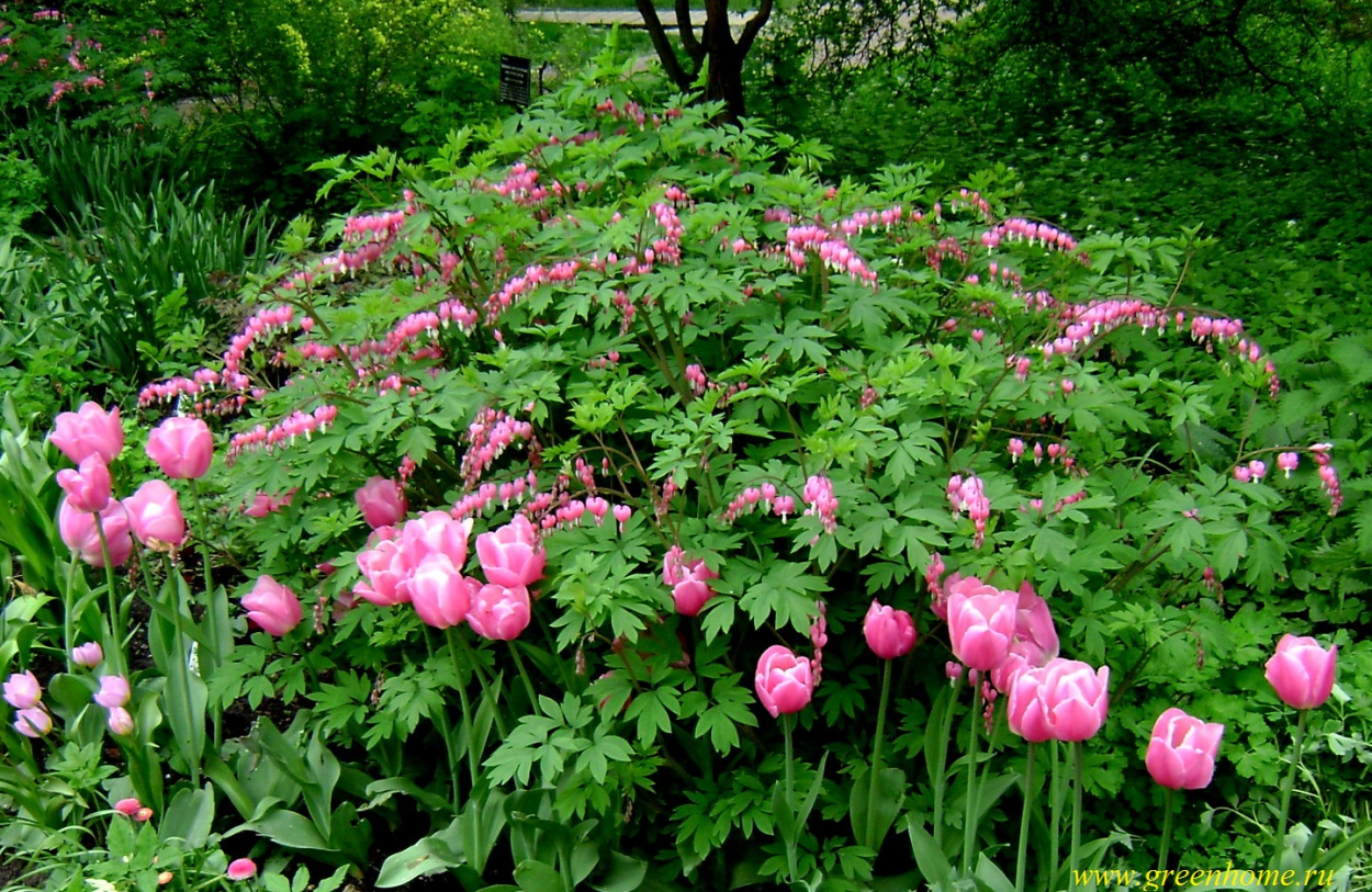 Дицентра с розами и пионами