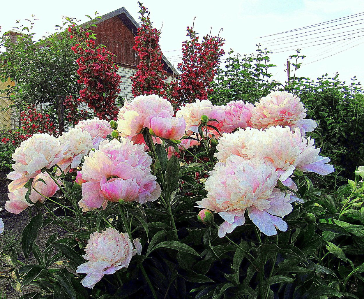 Пион Променэйд/Paeonia Promenade(травянистый)