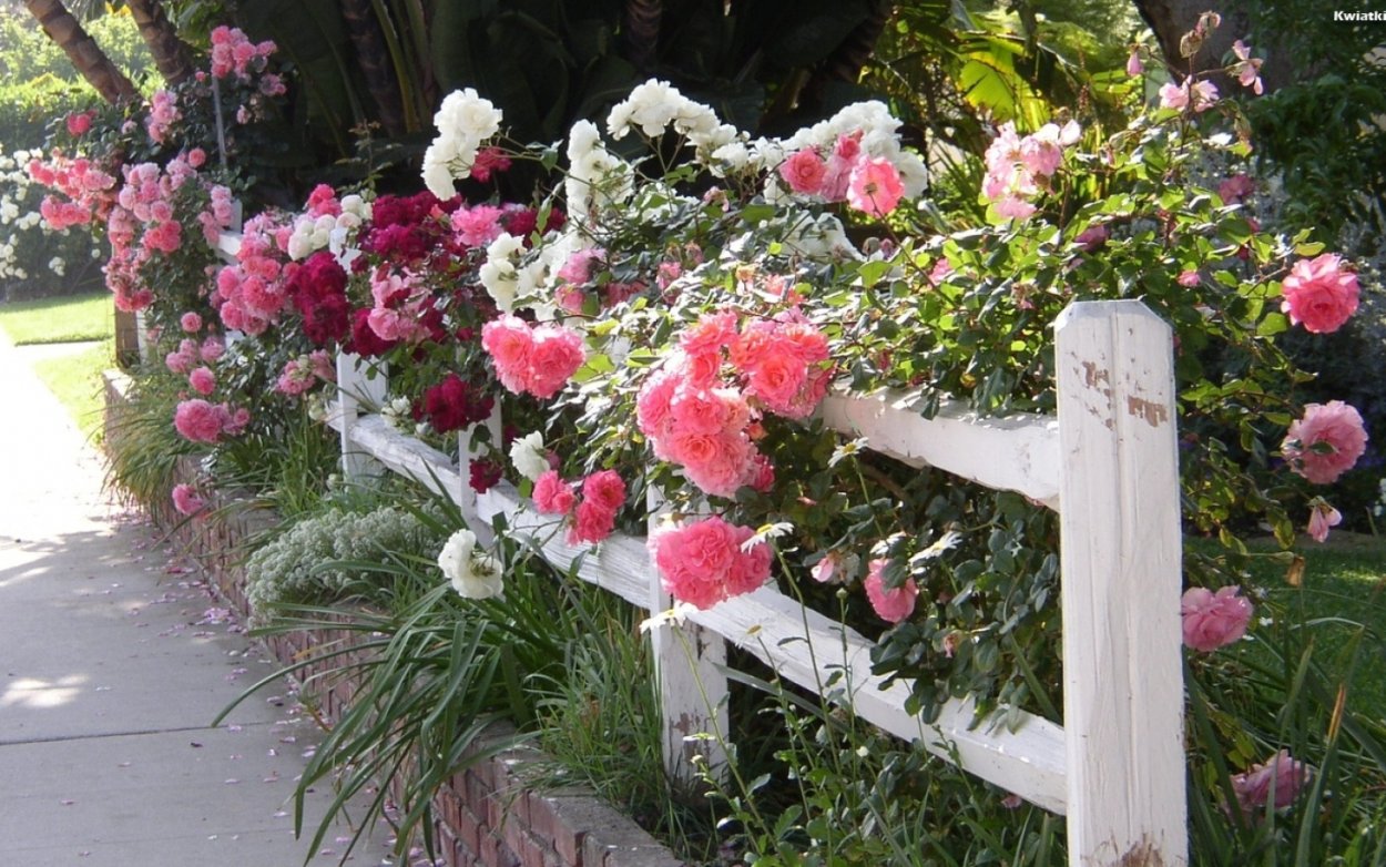 Цветник в бело розовых тонах