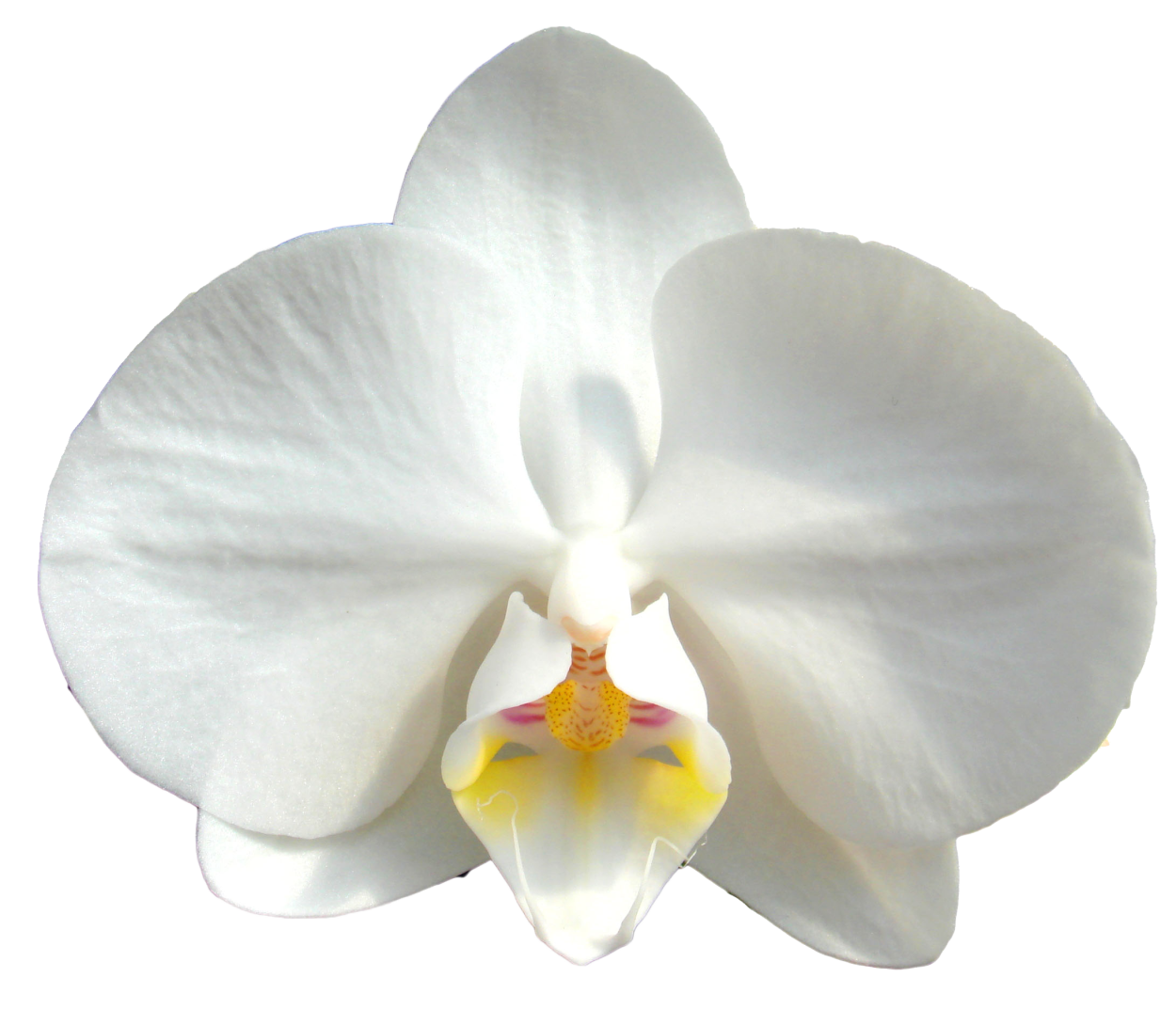 Фаленопсис Бристоль